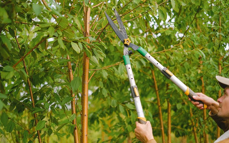 Tree trimming in Carpenter, WY
